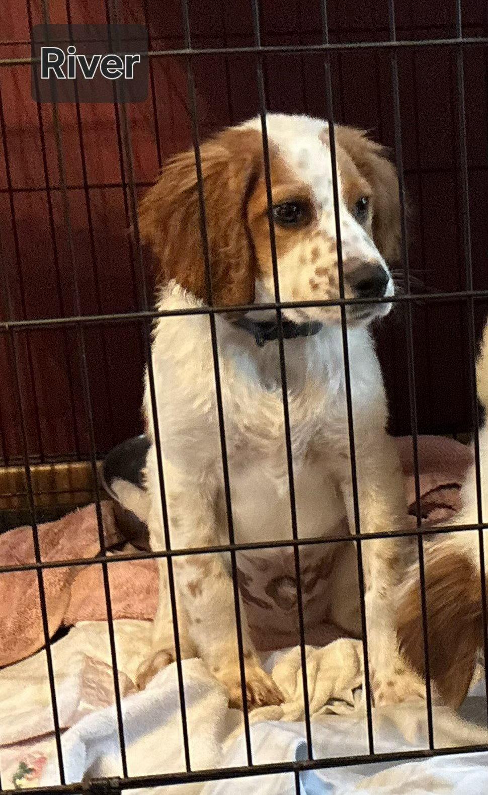 Enlarge KS/River, a Adopted mixed breed in Baldwinsville, NY image 3/3