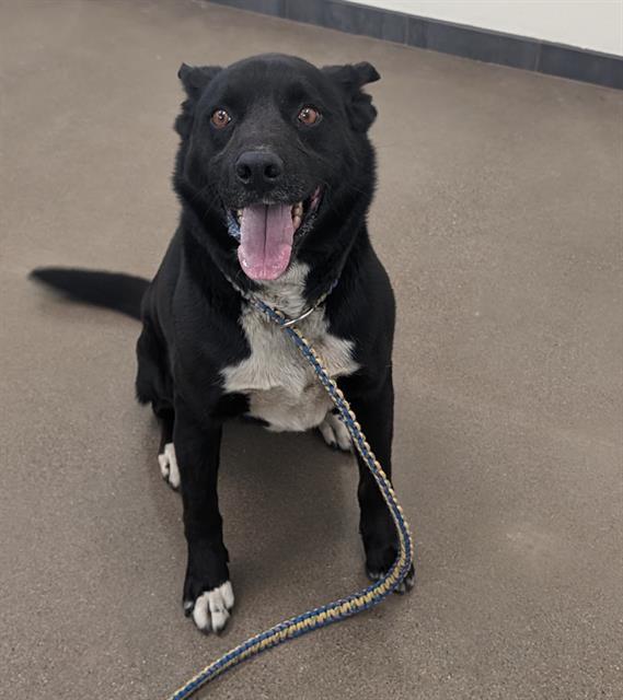 YAZ, Adoptable, Adult Male German Shepherd Dog & Border Collie.