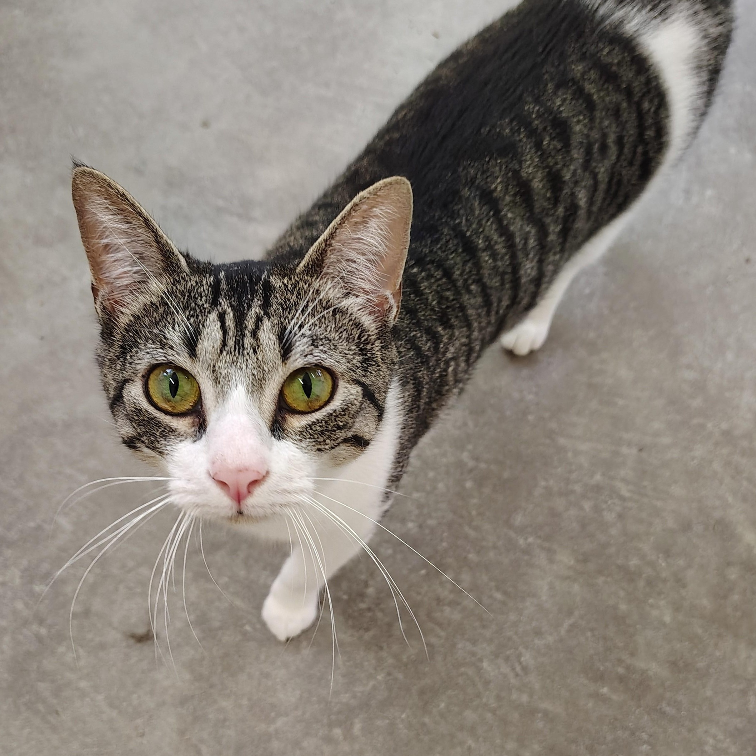 Magnolia, Adoptable, Young Female Domestic Short Hair.