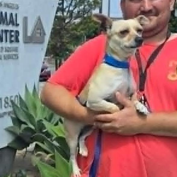 Enlarge Scrappy, a Adoptable Chihuahua in Apple Valley, CA image 1/1