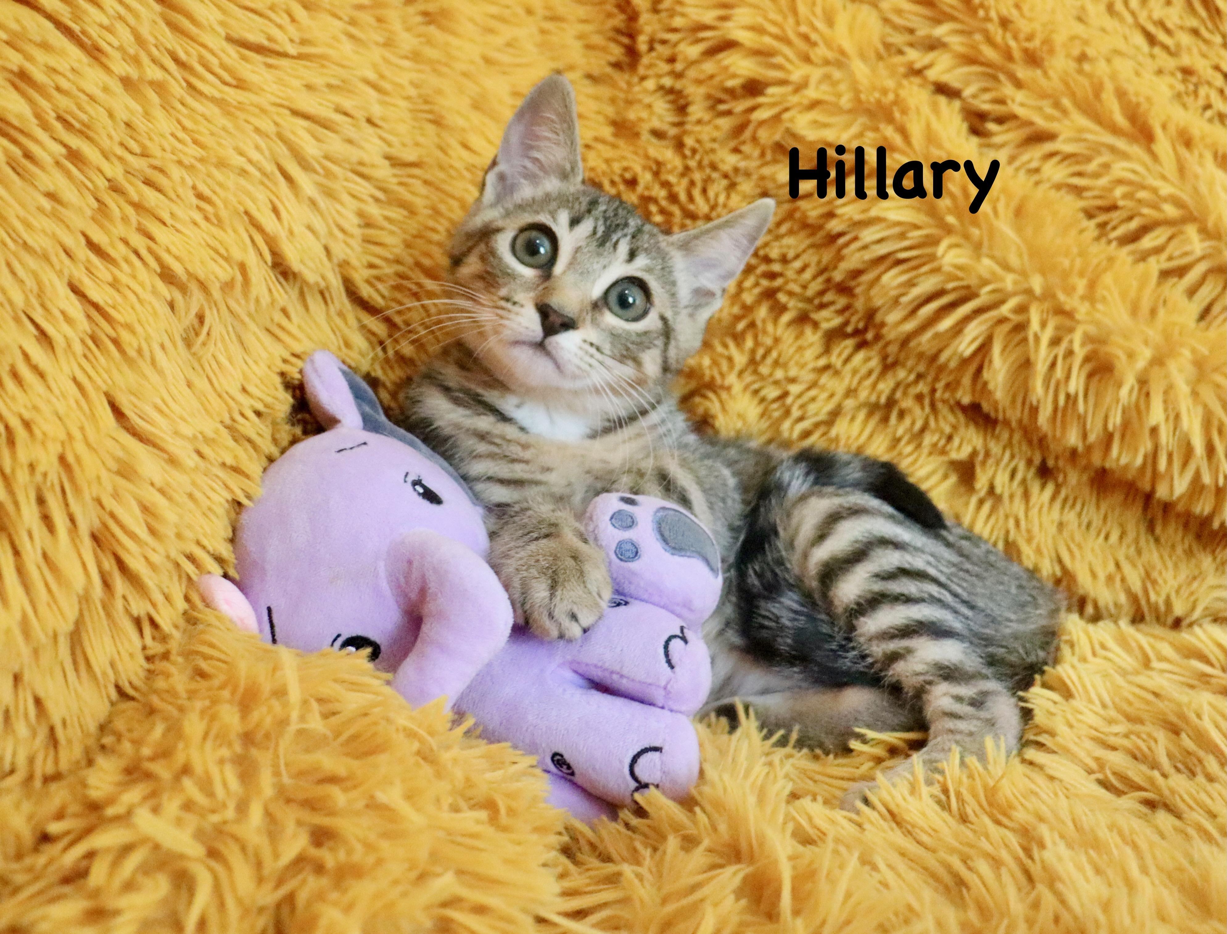 Hillary