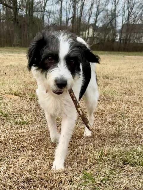 Enlarge Cricket, a Adoptable mixed breed in Monroe, NC image 1/3