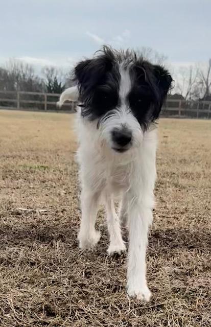 Enlarge Cricket, a Adoptable mixed breed in Monroe, NC image 3/3