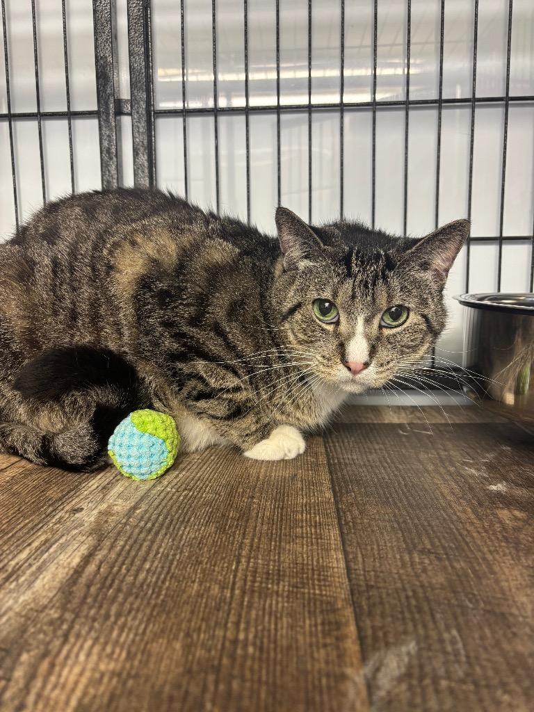 Monkey, Adoptable, Adult Male Domestic Short Hair.