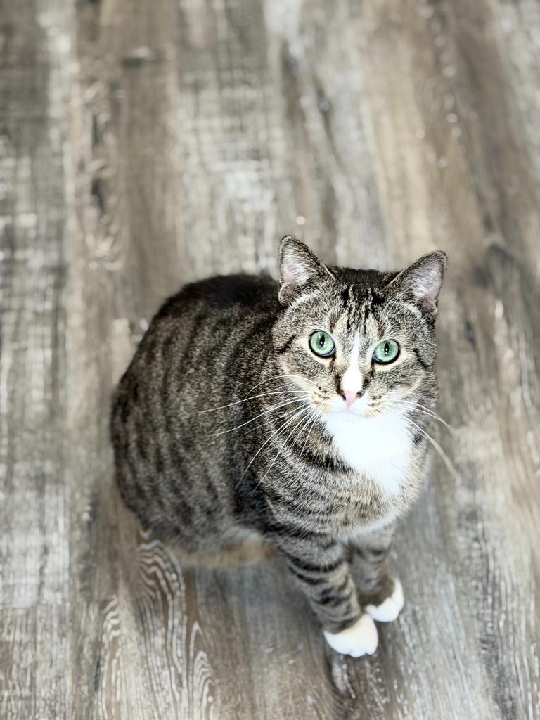 Enlarge Monkey, a Adoptable mixed breed in Algona, IA image 2/3
