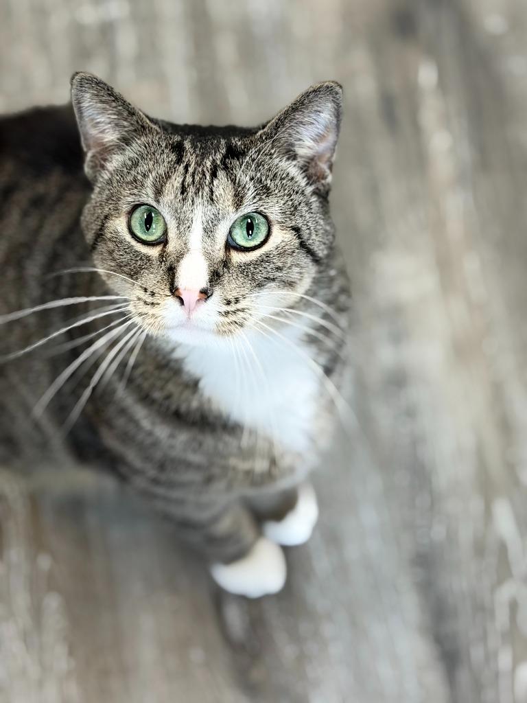 Enlarge Monkey, a Adoptable mixed breed in Algona, IA image 3/3