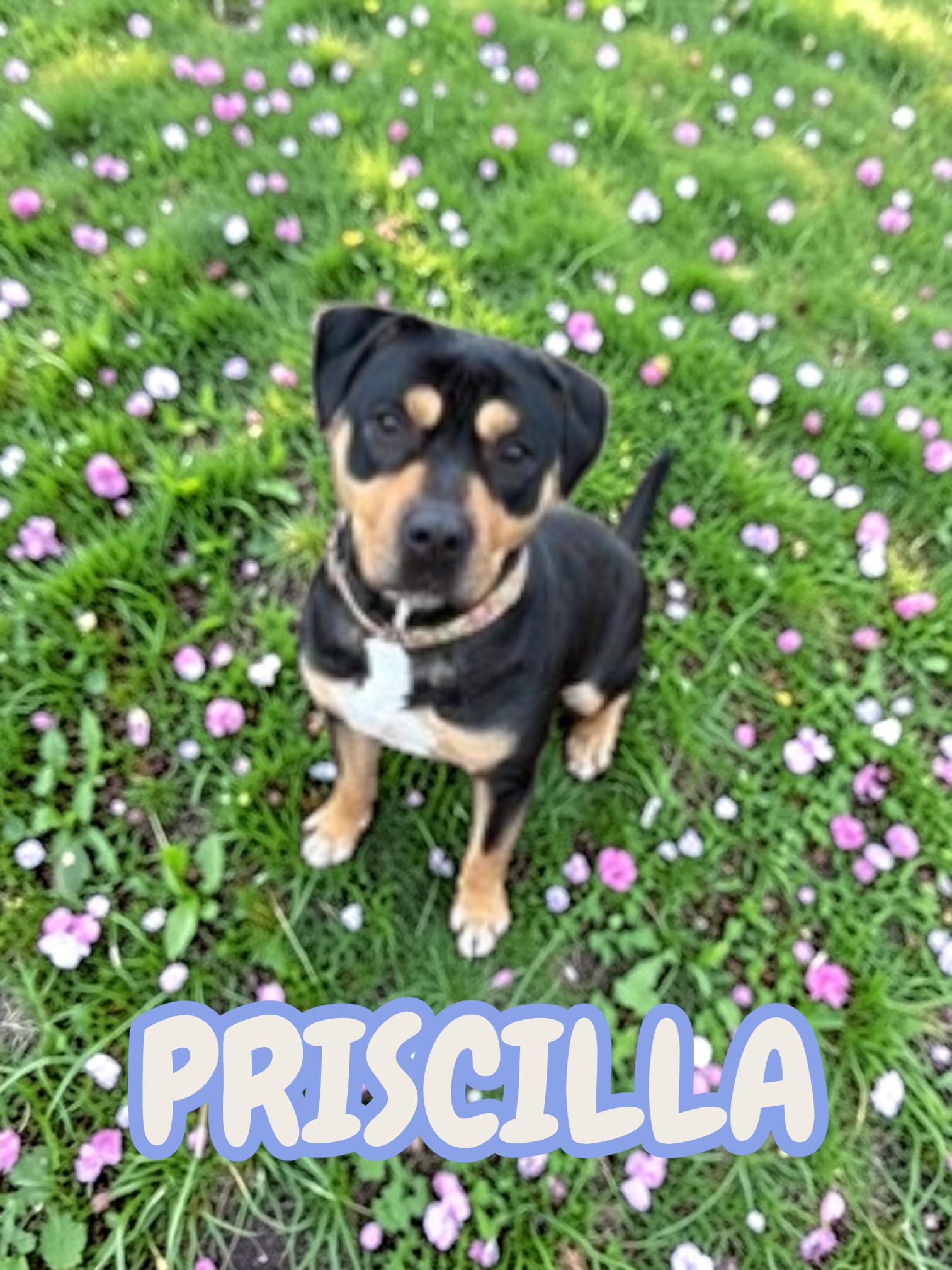 Priscilla, ADOPTABLE, Young Female Rottweiler.