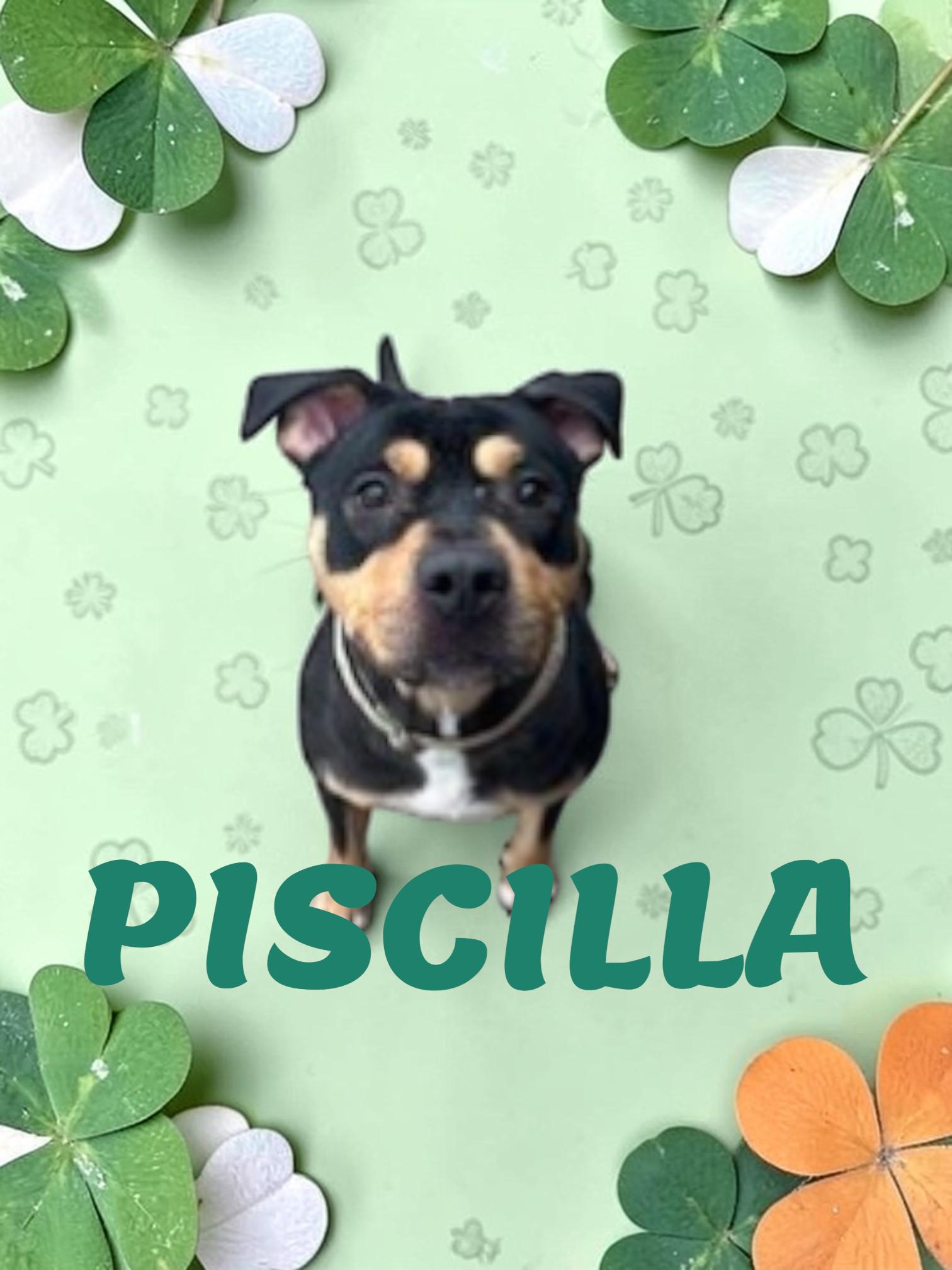 Enlarge Priscilla, a ADOPTABLE mixed breed in Taunton, MA image 1/2