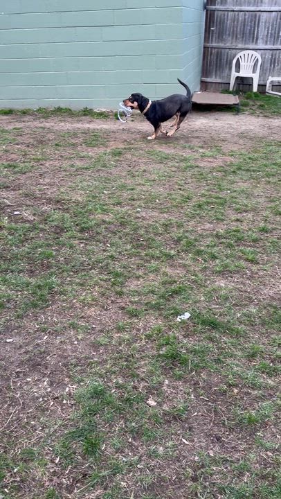 Enlarge Priscilla, a ADOPTABLE mixed breed in Taunton, MA video 4/4