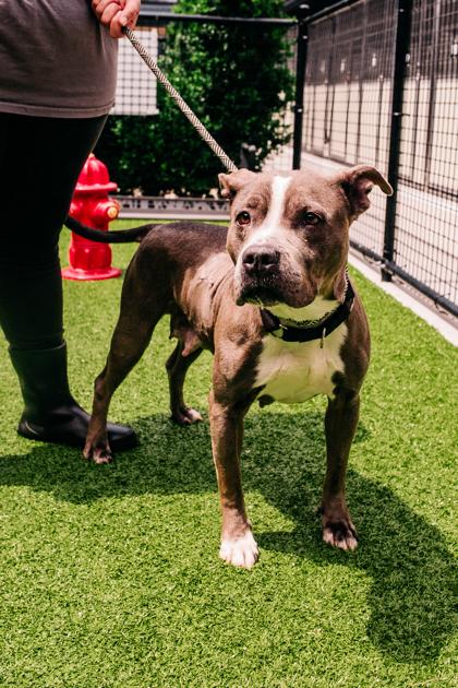 Enlarge Beauty, a Adoptable Mixed Breed in New Castle, DE image 1/3