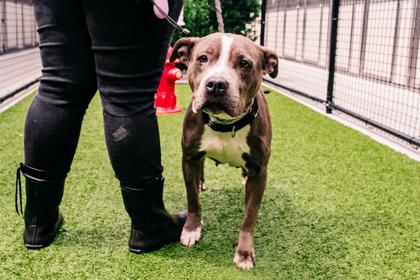 Enlarge Beauty, a Adoptable Mixed Breed in New Castle, DE image 2/3