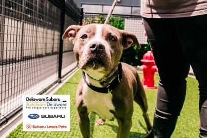 Enlarge Beauty, a Adoptable Mixed Breed in New Castle, DE image 3/3