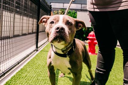 Enlarge Beauty, a Adoptable Mixed Breed in New Castle, DE image 1/3