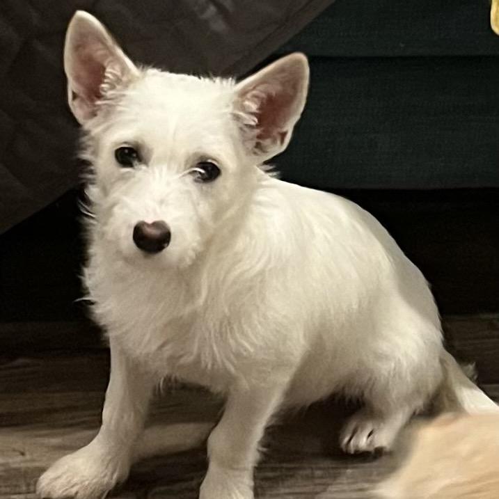 Peppermint, Adoptable, Puppy Female Terrier.