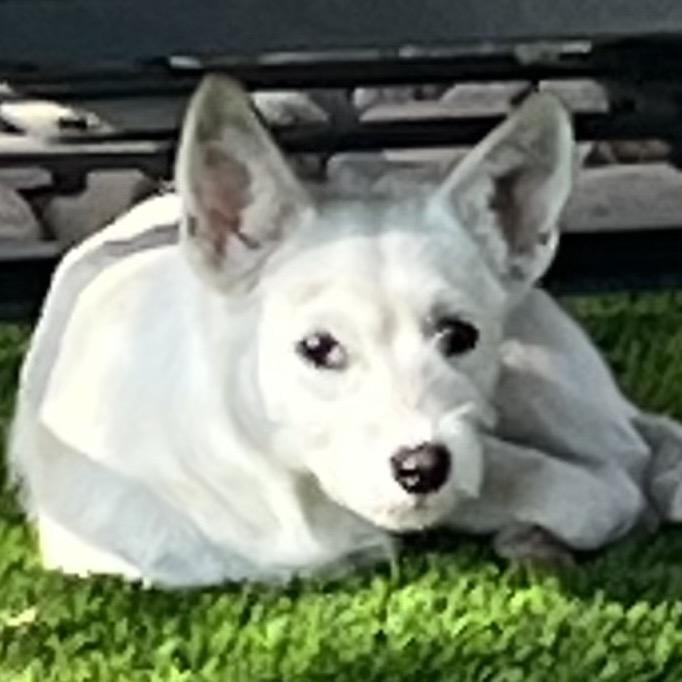 Enlarge Peppermint, a Adoptable mixed breed in Las Vegas, NV image 2/3