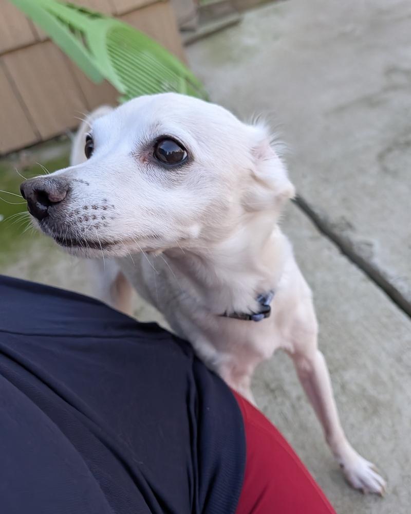 Enlarge Max, a Adoptable mixed breed in Roseville, CA image 1/6