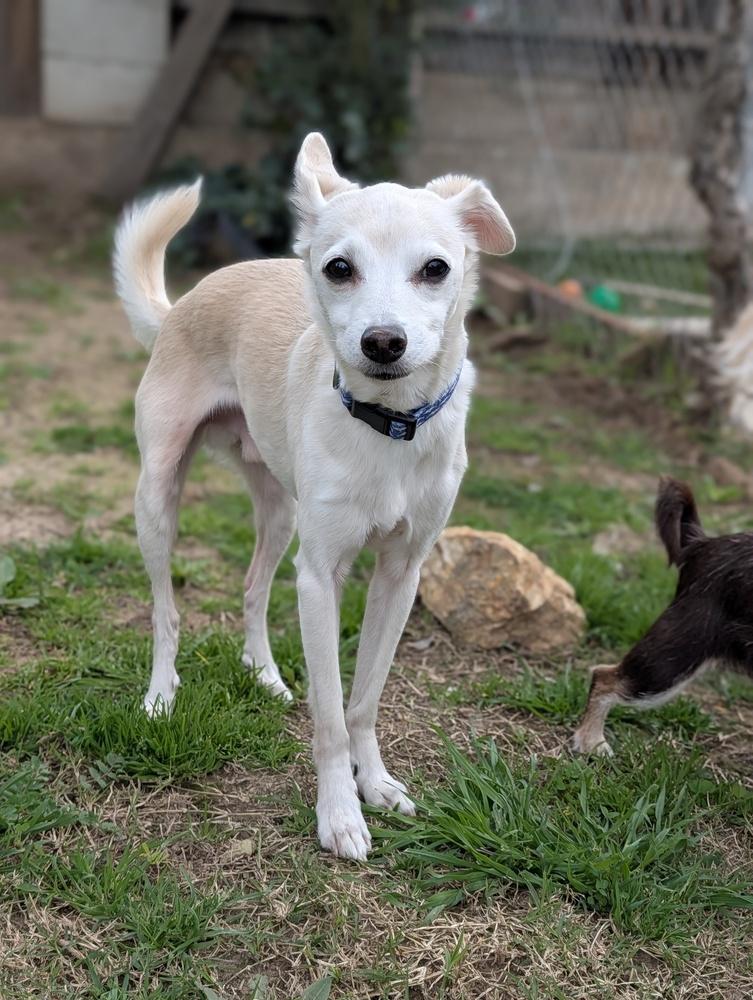 Enlarge Max, a Adoptable mixed breed in Roseville, CA image 3/6
