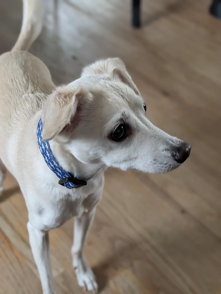 Enlarge Max, a Adoptable mixed breed in Roseville, CA image 4/6