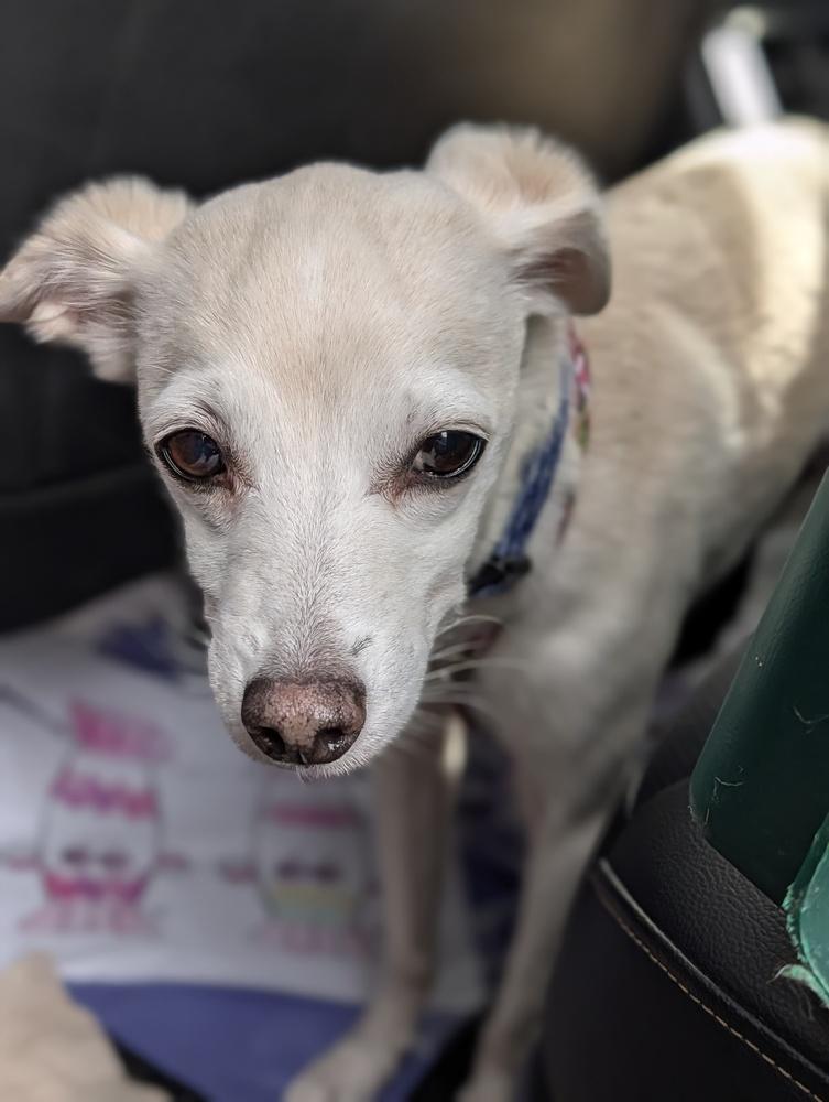 Enlarge Max, a Adoptable mixed breed in Roseville, CA image 5/6