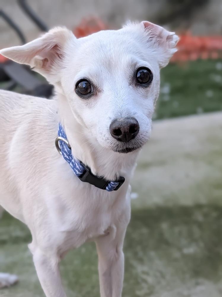 Enlarge Max, a Adoptable mixed breed in Roseville, CA image 6/6