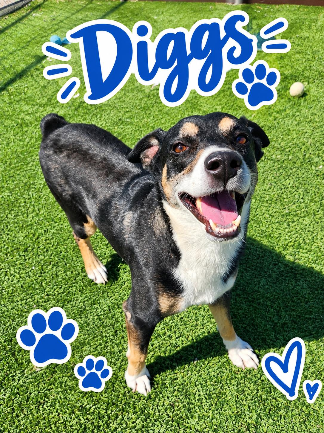 Diggs, Adoptable, Adult Male Australian Shepherd.