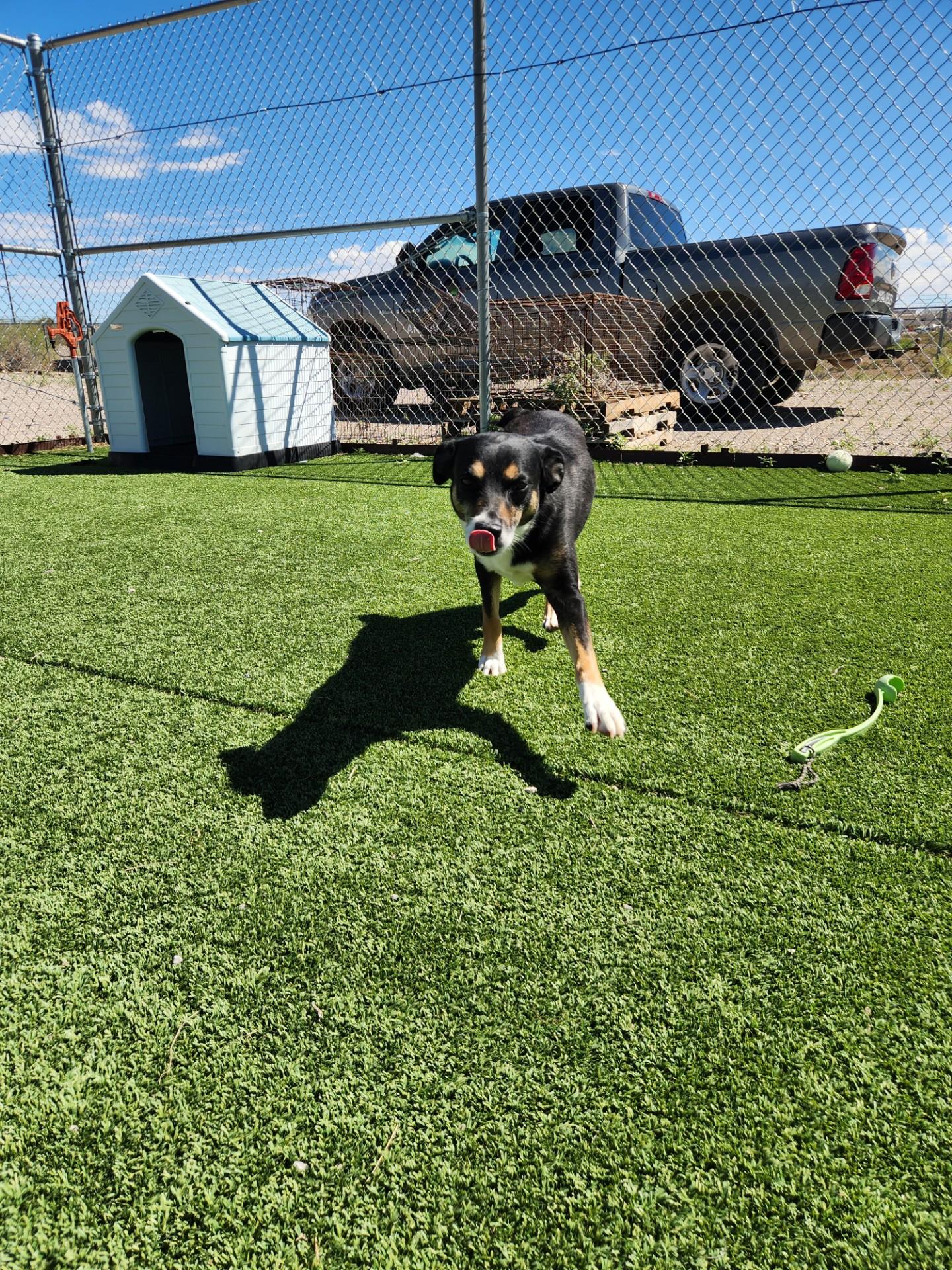Enlarge Diggs, a Adoptable mixed breed in Truth or Consequences , NM image 5/6