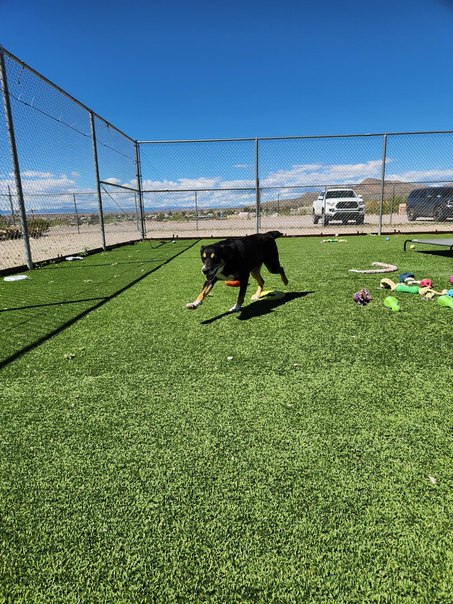 Enlarge Diggs, a Adoptable mixed breed in Truth or Consequences , NM image 4/6