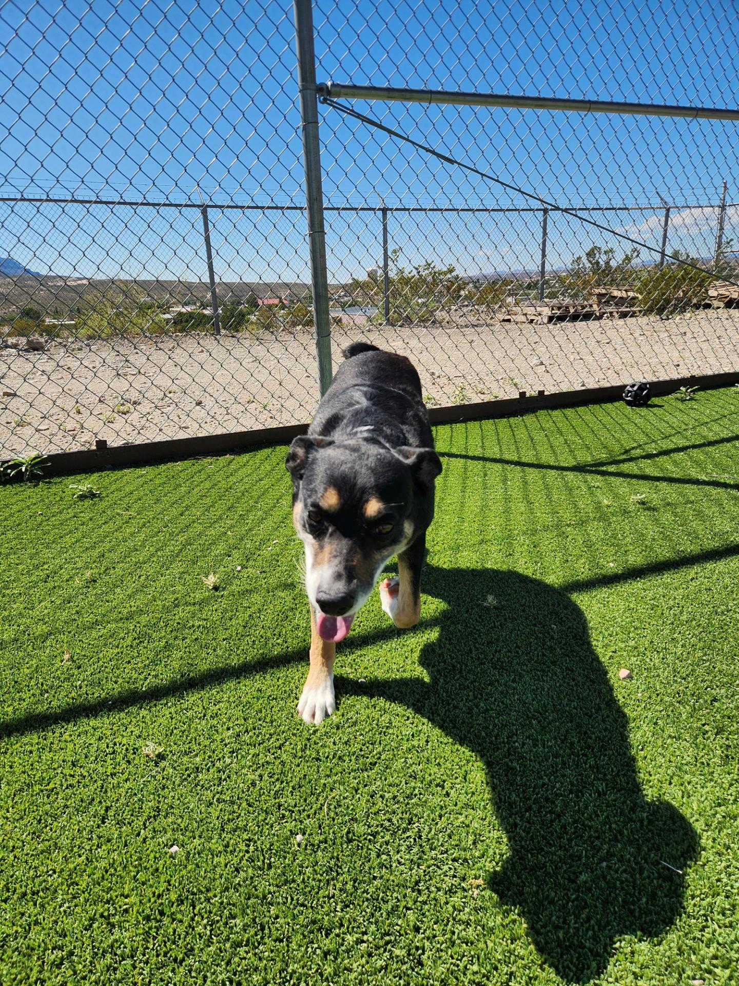Enlarge Diggs, a Adoptable mixed breed in Truth or Consequences , NM image 2/6