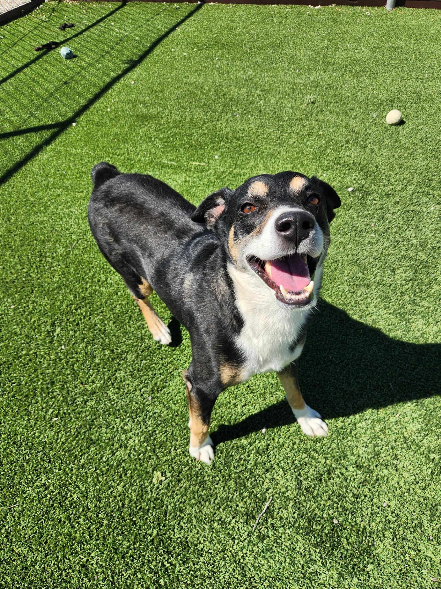 Enlarge Diggs, a Adoptable mixed breed in Truth or Consequences , NM image 3/6