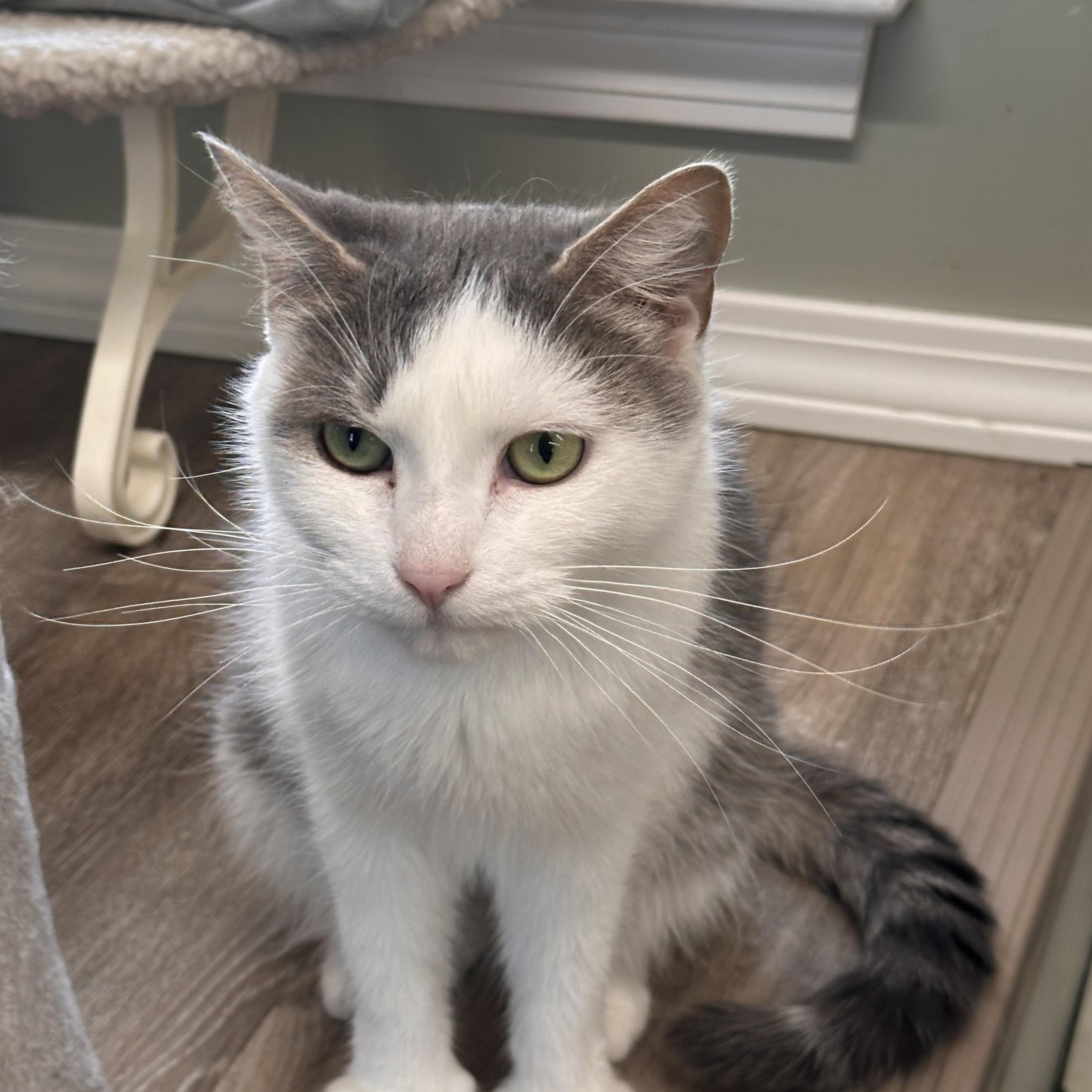Peanut, an adoptable American Shorthair in Fort Kent, ME, 04743 | Photo Image 1