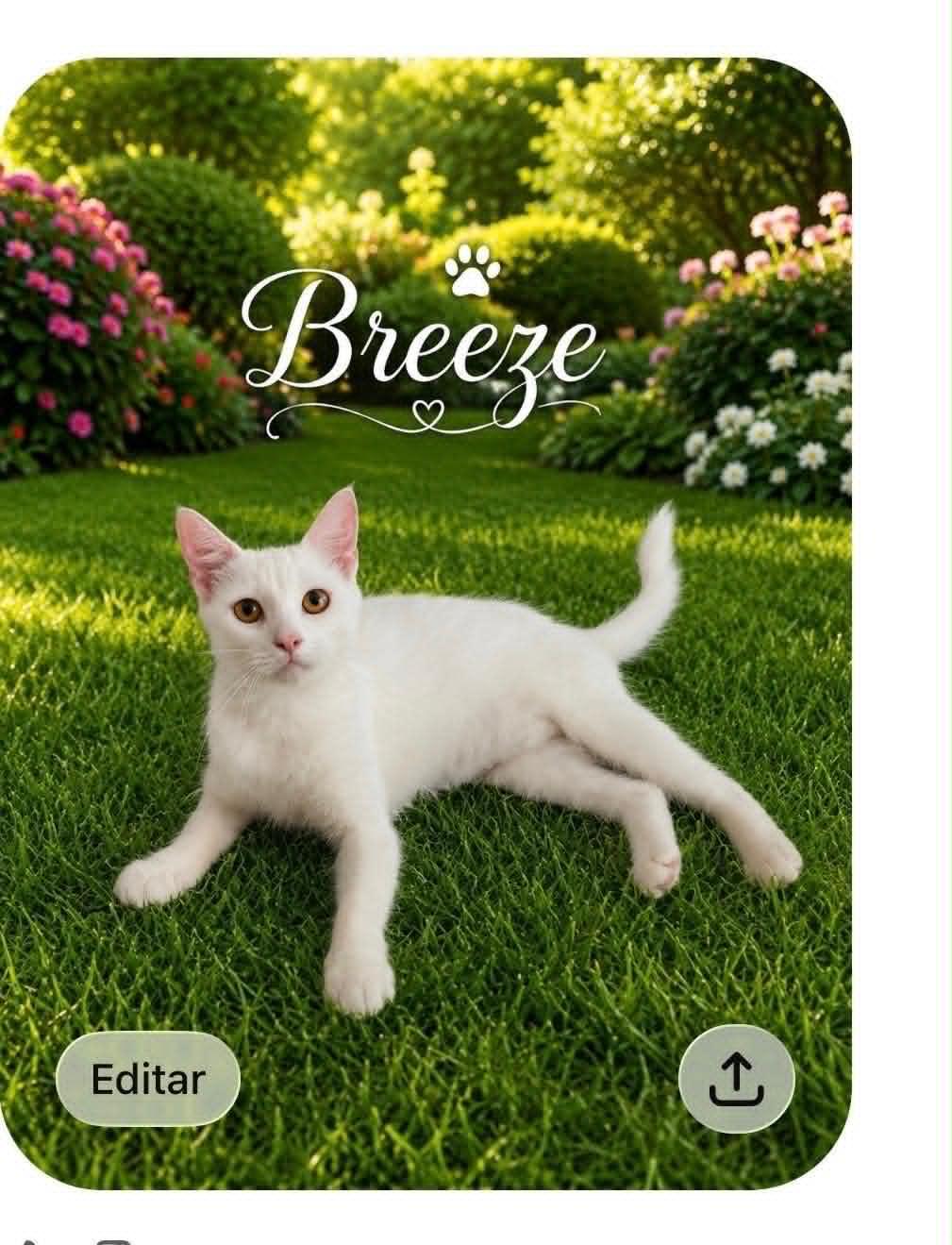 Breeze, ADOPTABLE, Young Female Domestic Short Hair.