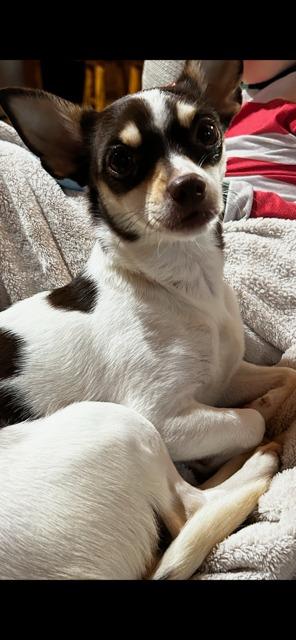 LUNA, Adoptable, Young Female Rat Terrier.