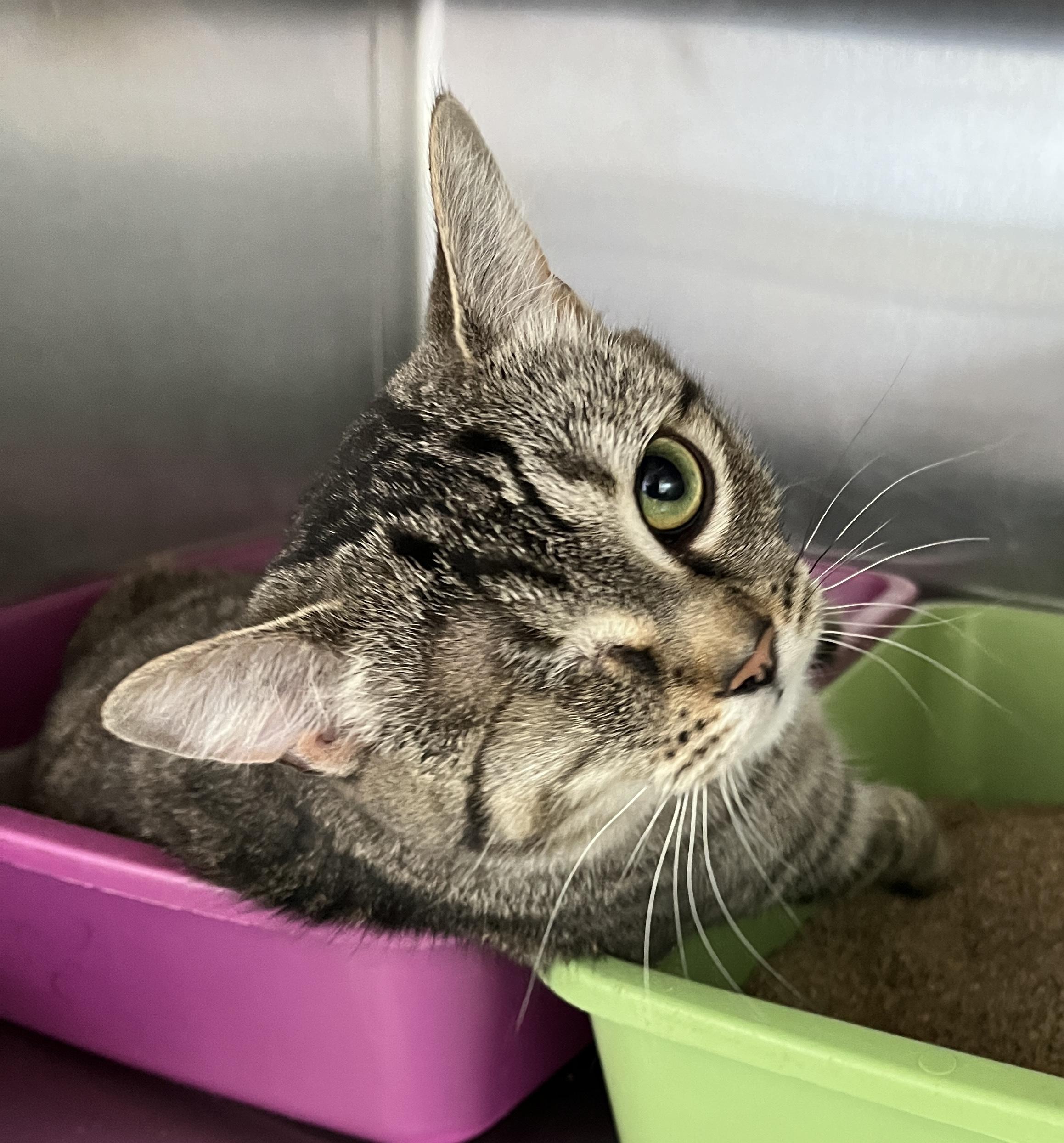 Enlarge FALAFEL (CR/SC), an adopted Domestic Short Hair in Sainte-Angele-de-Monnoir, QC image 2/6
