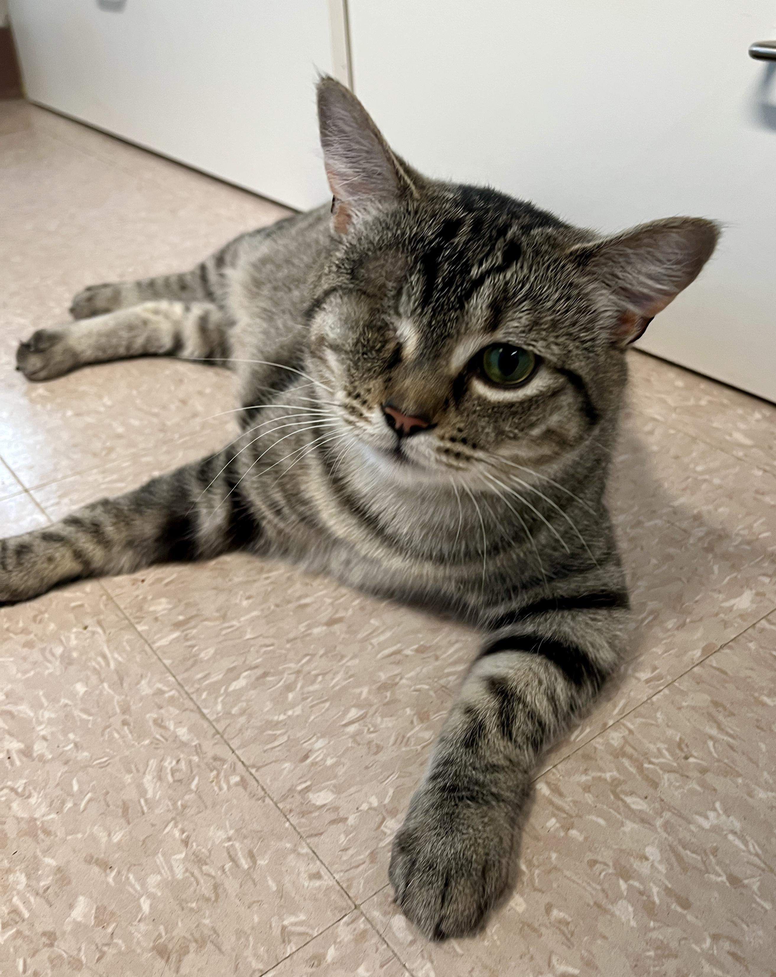 Enlarge FALAFEL (CR/SC), an adopted Domestic Short Hair in Sainte-Angele-de-Monnoir, QC image 3/6