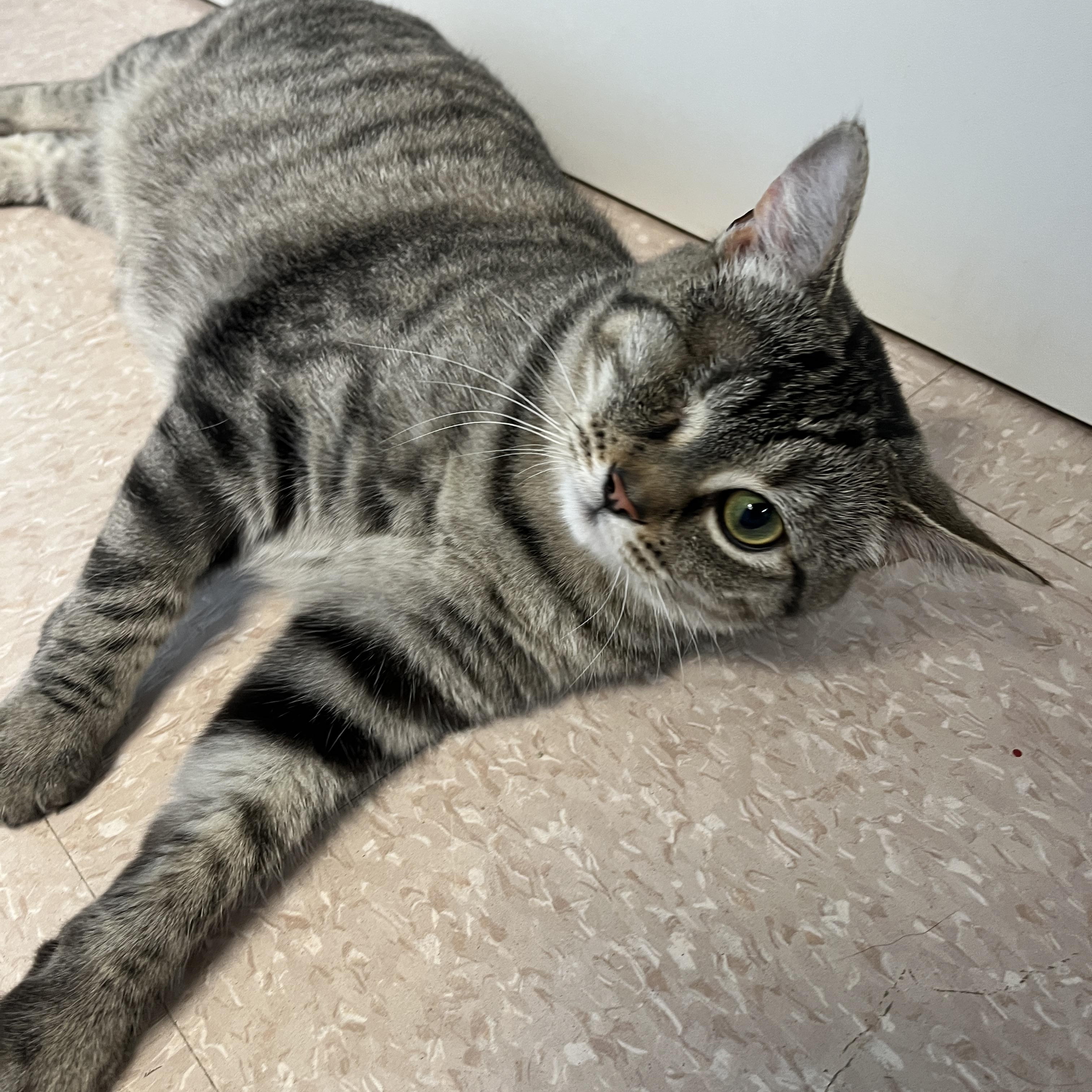 FALAFEL (CR/SC), adopted, Adult Female Domestic Short Hair.