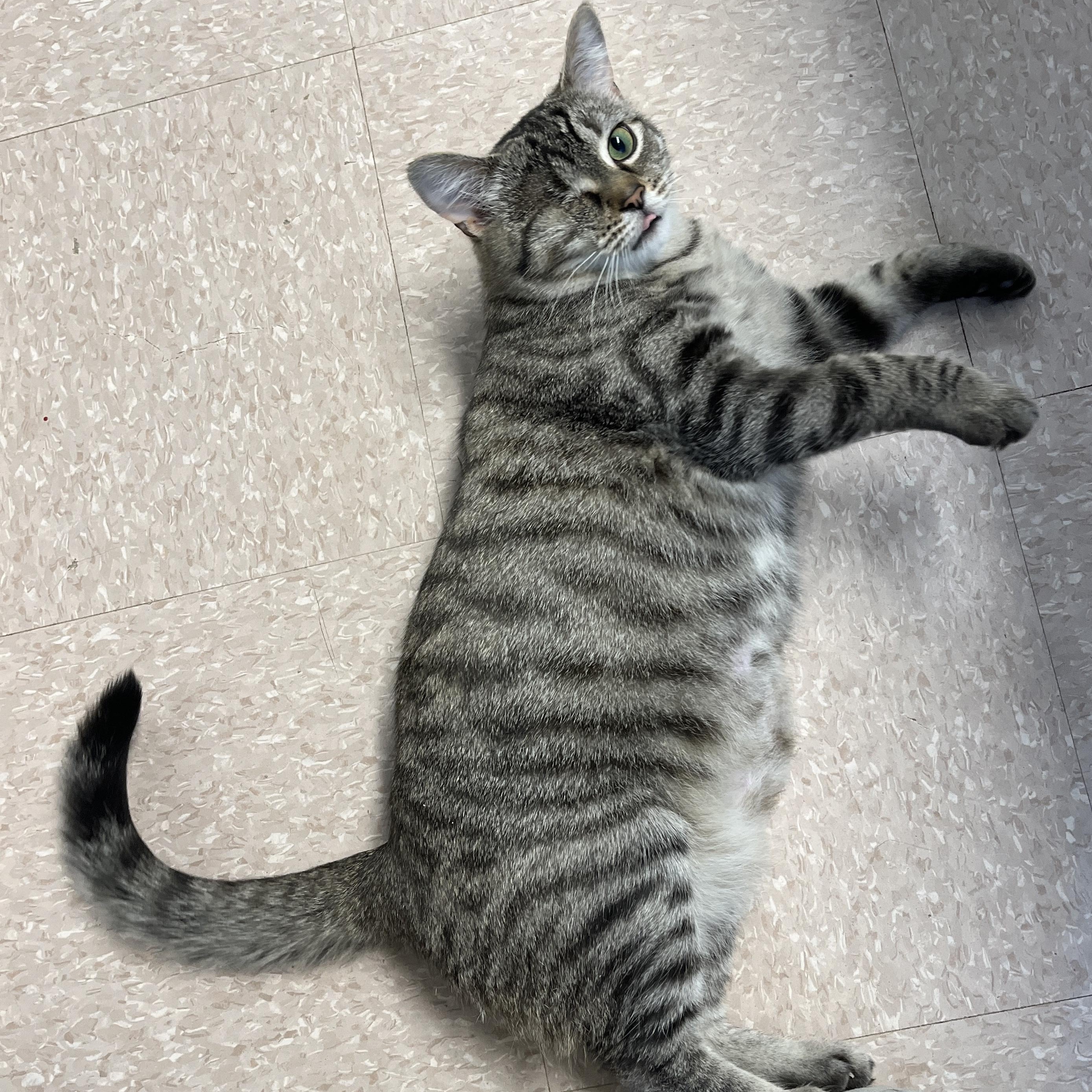 Enlarge FALAFEL (CR/SC), an adopted Domestic Short Hair in Sainte-Angele-de-Monnoir, QC image 4/6