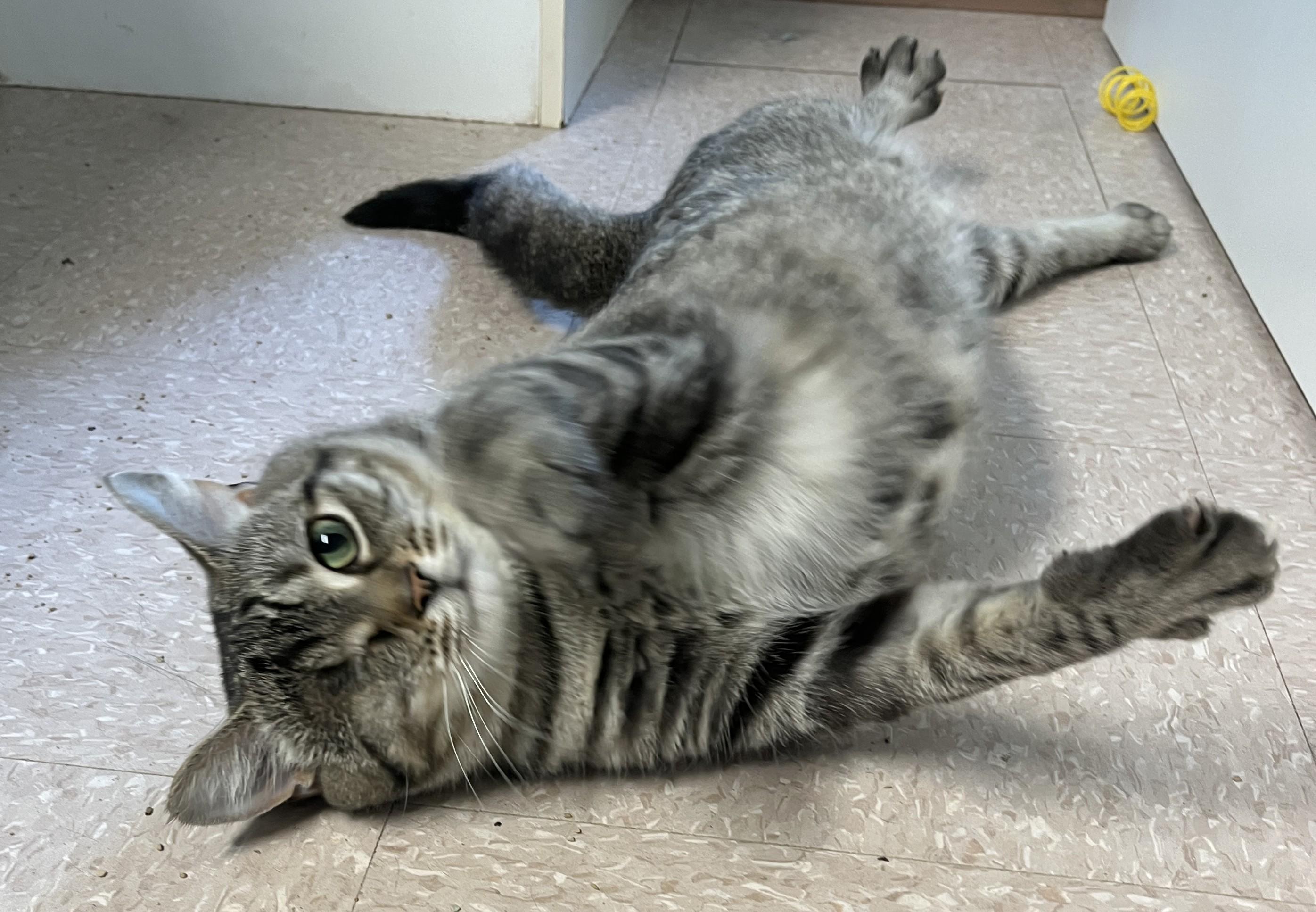 Enlarge FALAFEL (CR/SC), an adopted Domestic Short Hair in Sainte-Angele-de-Monnoir, QC image 5/6
