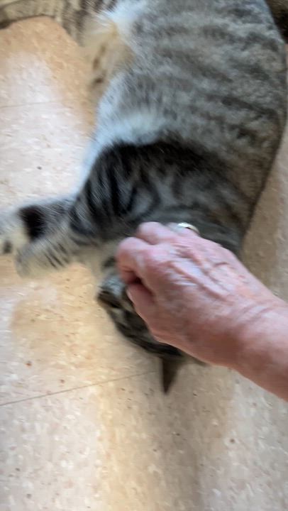 Enlarge FALAFEL (CR/SC), an adopted Domestic Short Hair in Sainte-Angele-de-Monnoir, QC video 6/6