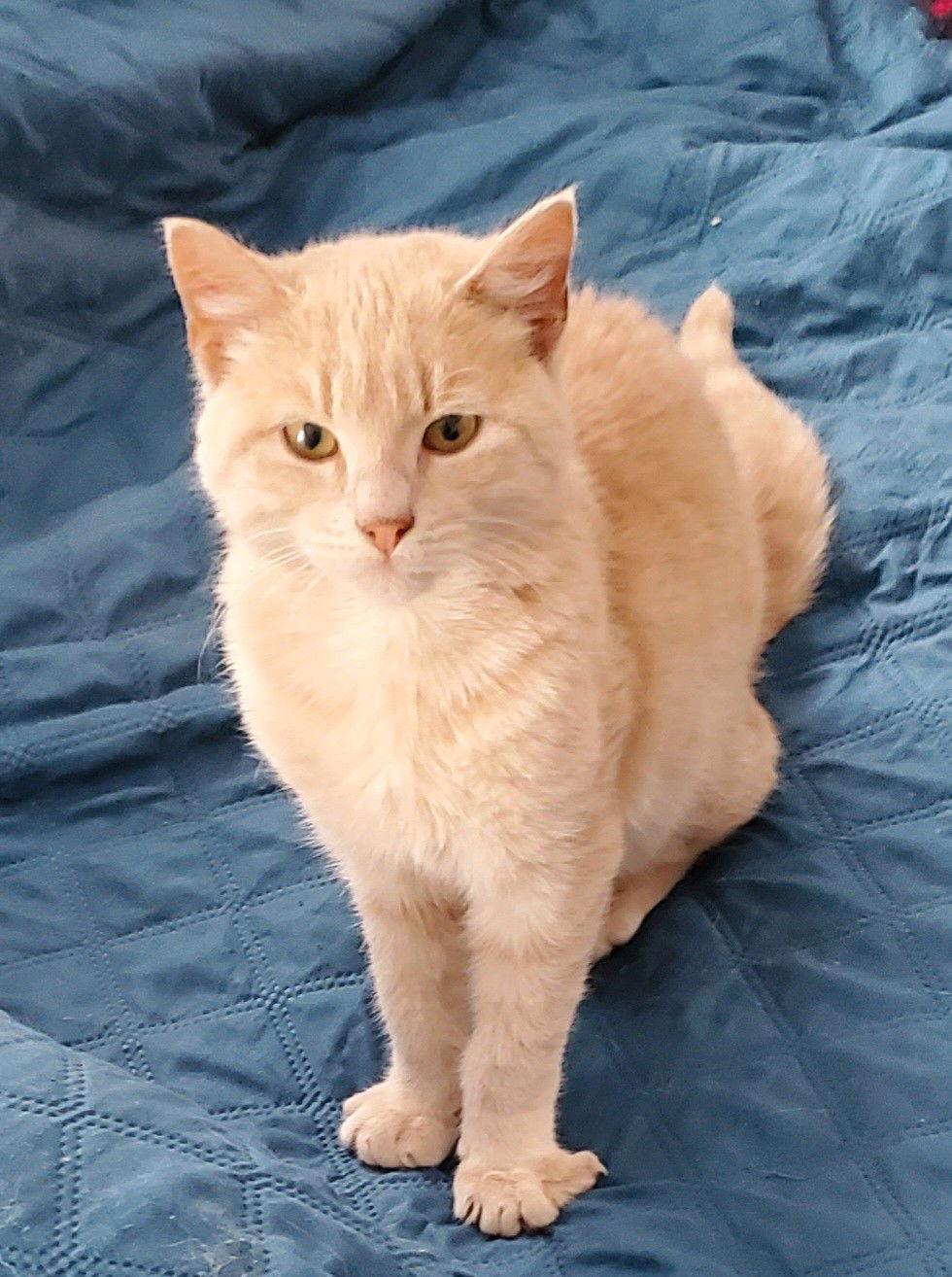 Bubba, Adopted, Kitten Male Domestic Short Hair.