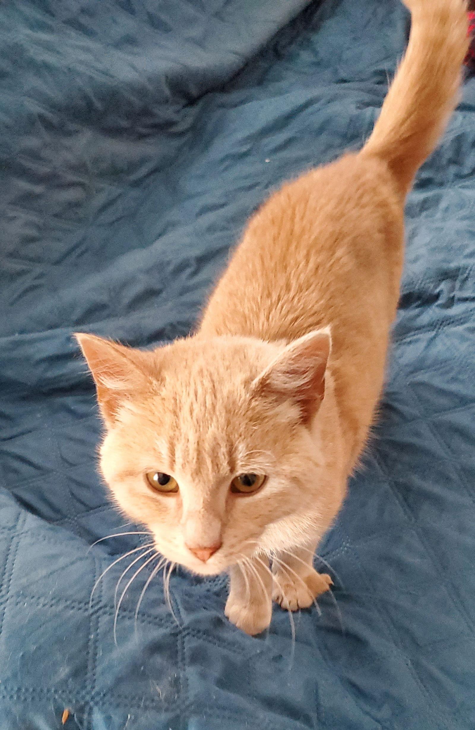 Enlarge Bubba, a Adopted Domestic Short Hair in Naugatuck, CT image 2/2