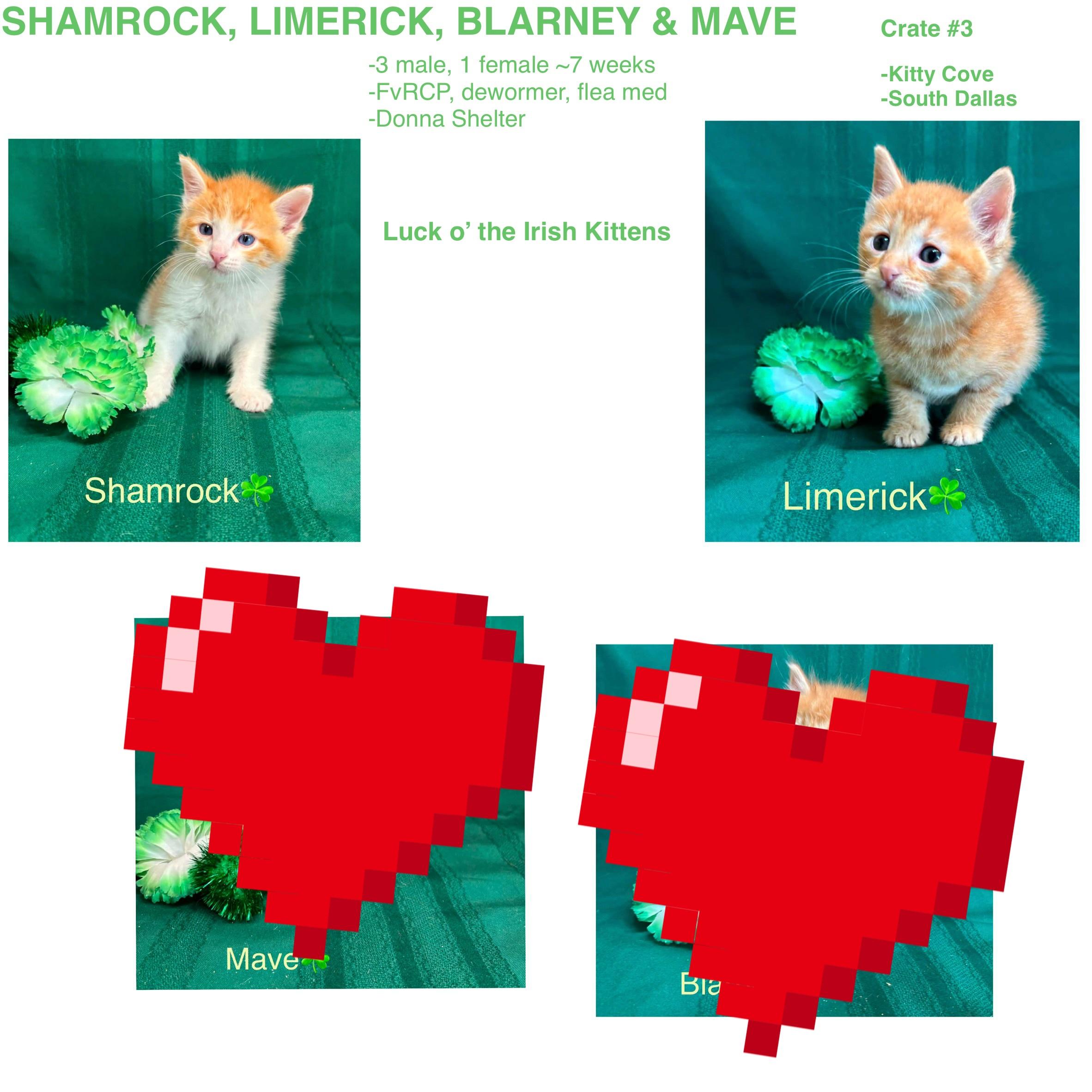 Limerick, ADOPTABLE, Young Male Domestic Short Hair.