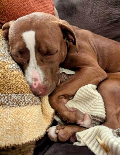 Tropic, a Adoptable Mixed Breed in Miamitown, OH image 2/3