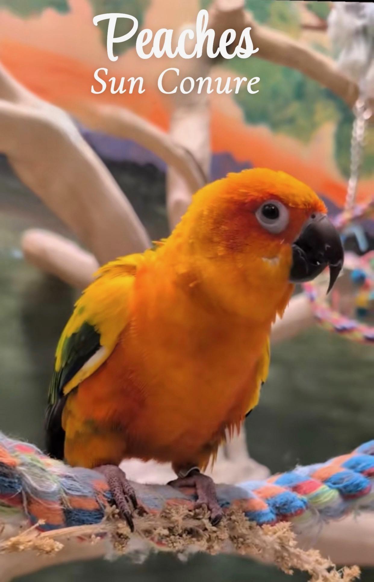 Enlarge Peaches and pico, a Adoptable Conure in Deep river, CT image 2/2
