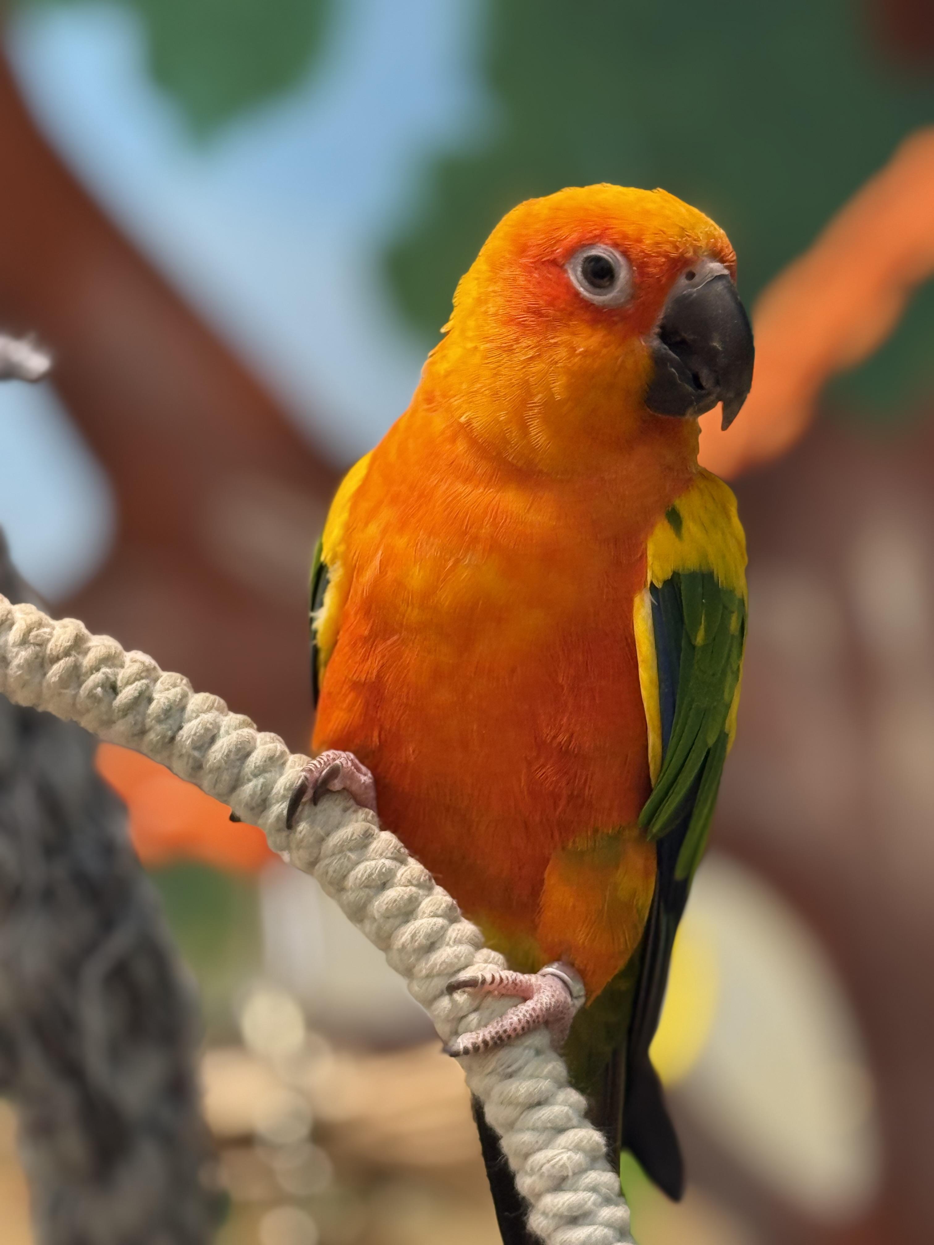 Enlarge Peaches and pico, a Adoptable Conure in Deep river, CT image 1/2