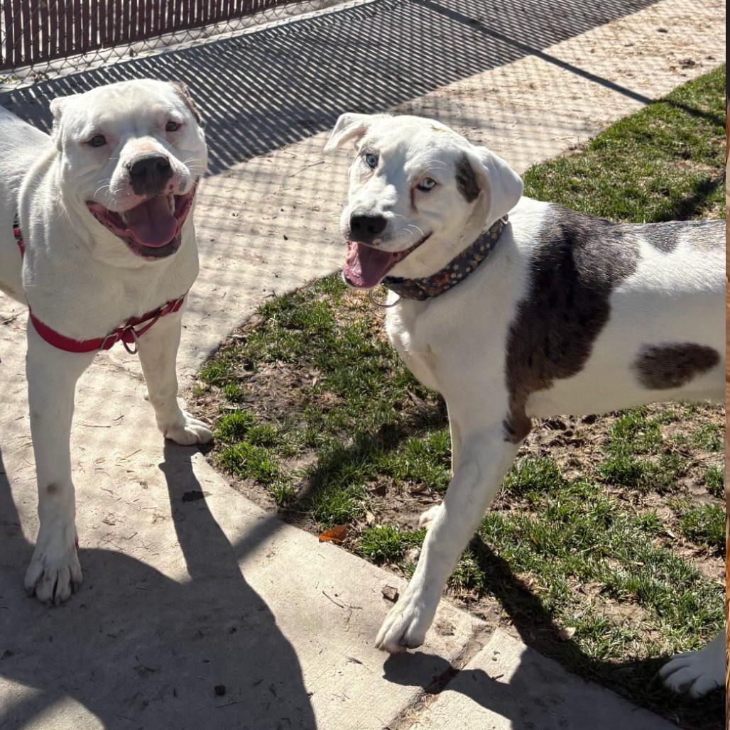 Hercules — thumbnail 2