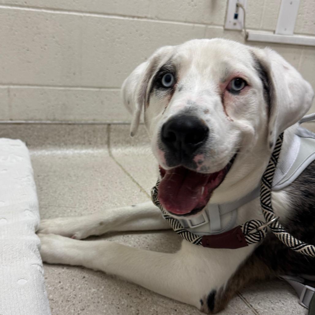 Hercules, Adoptable, Young Male Mixed Breed.