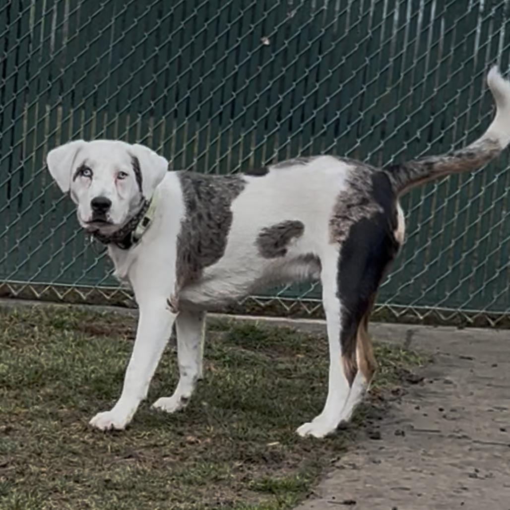 Hercules, a Adoptable Mixed Breed in Murray, UT image 2/2