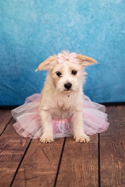 BUFORD, Adoptable, Young Male Terrier & Mixed Breed.