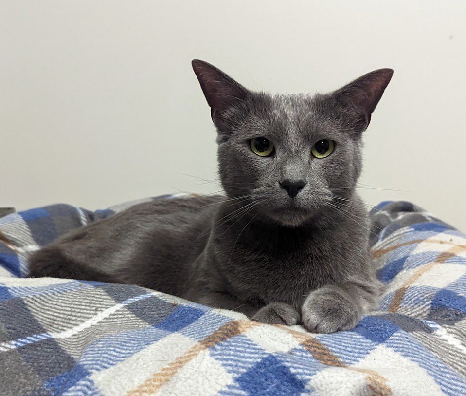 Enlarge Bing, a Adoptable Domestic Short Hair in Monroe, MI image 1/4
