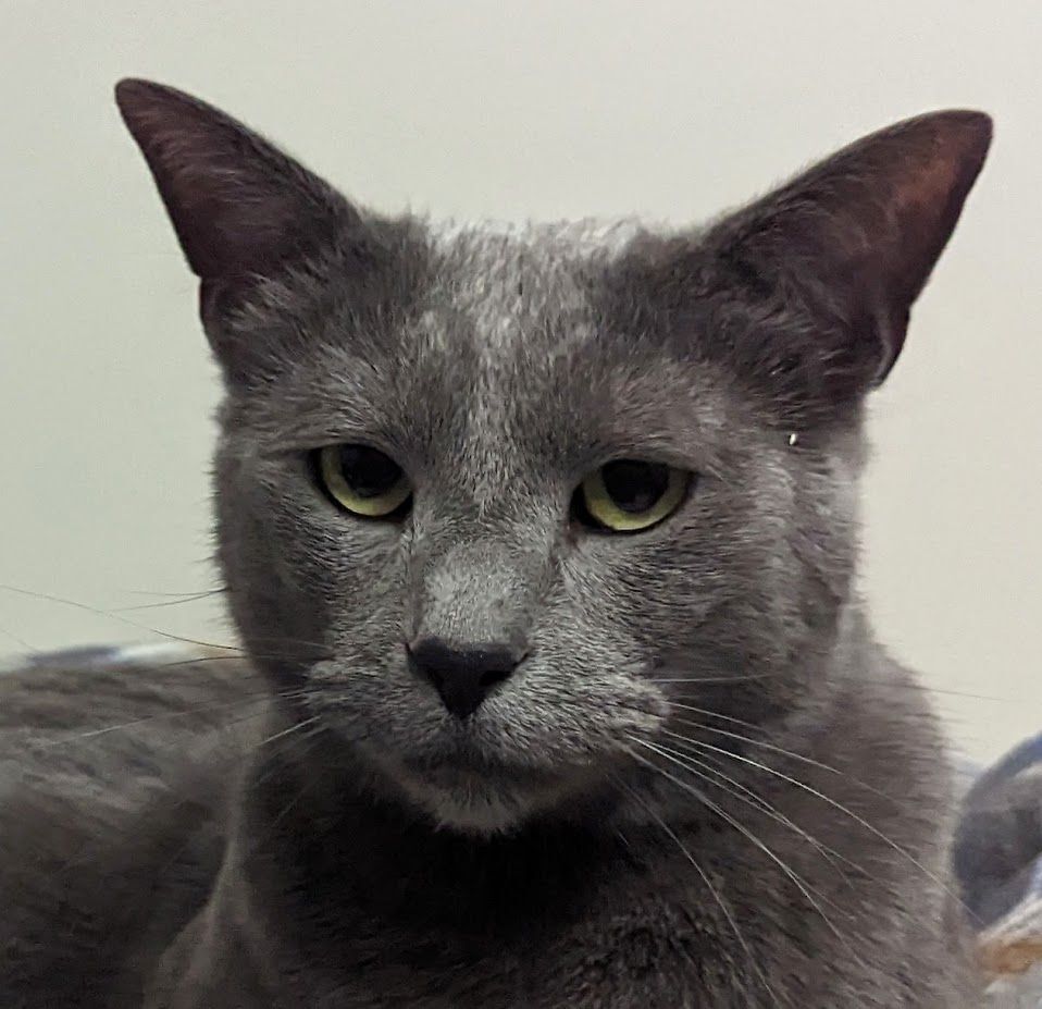 Enlarge Bing, a Adoptable Domestic Short Hair in Monroe, MI image 2/4